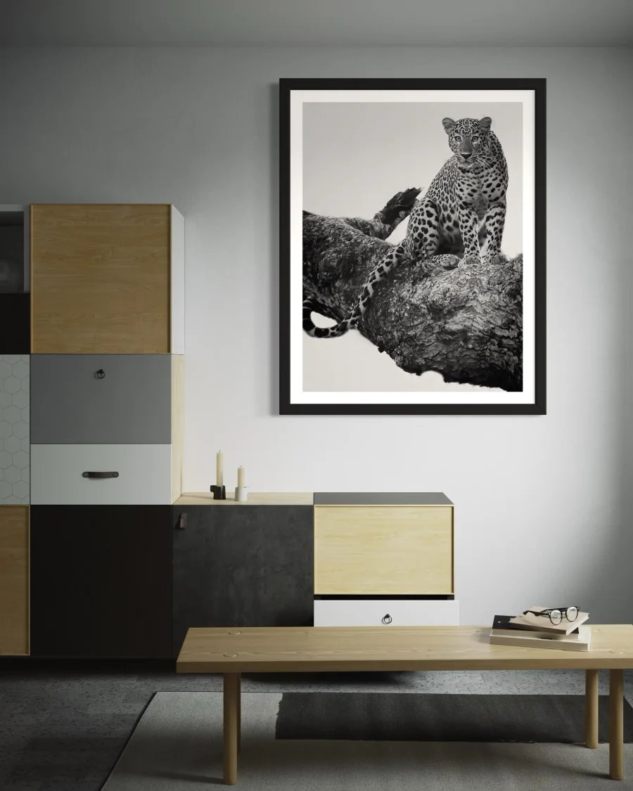 Felino - Imagen 6