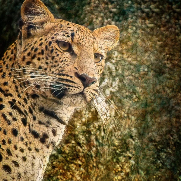 Vigía