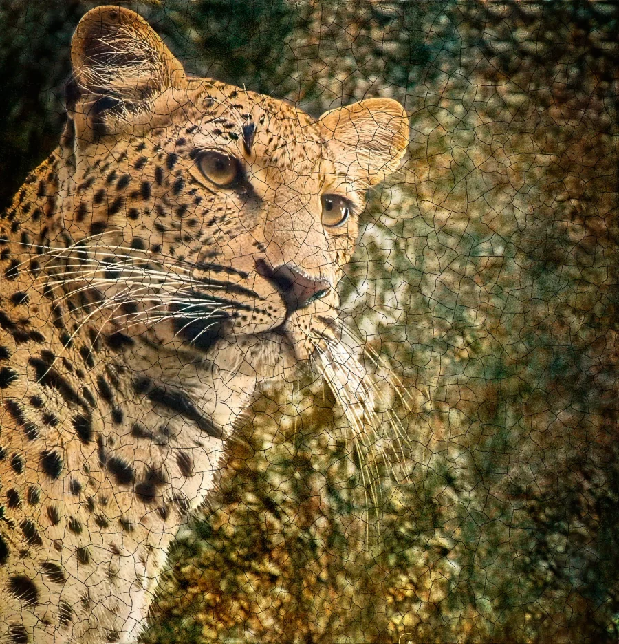 Vigía