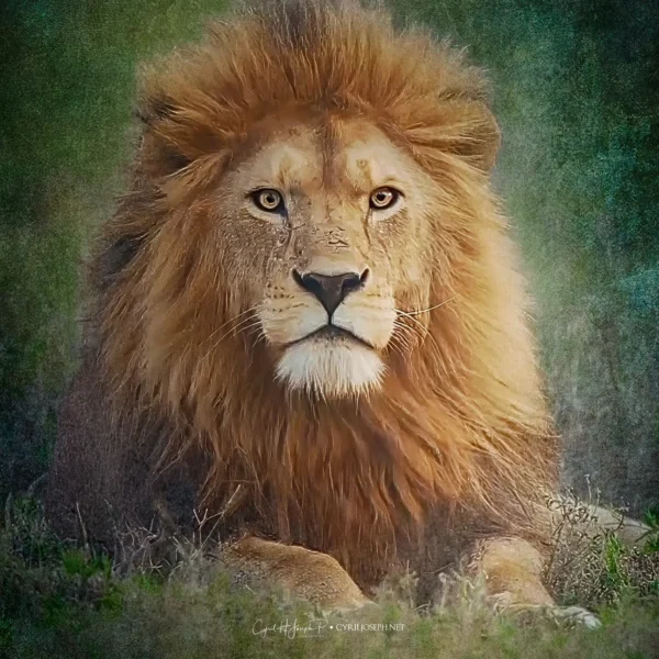 Bravura