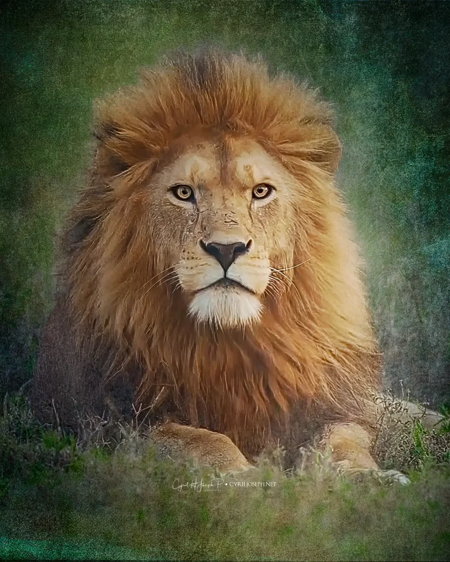 Bravura