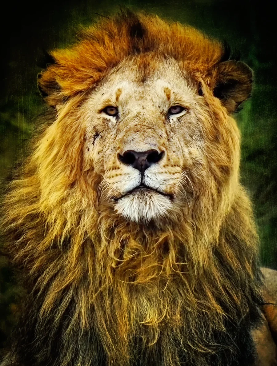 Majestad Color