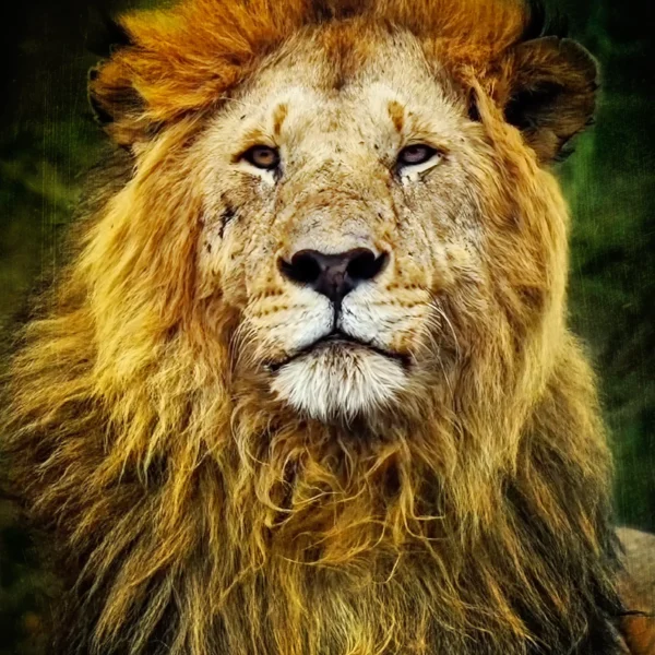 Majestad Color