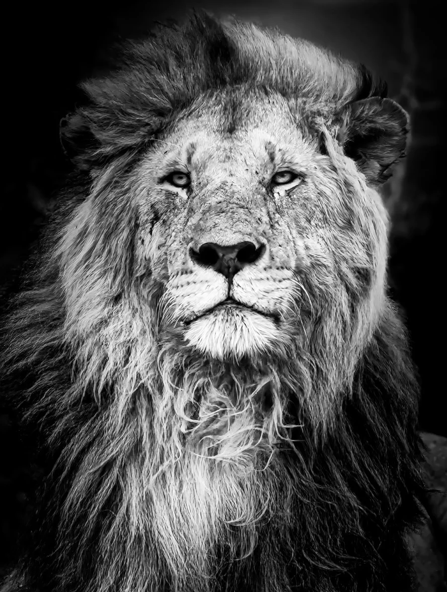 Majestad