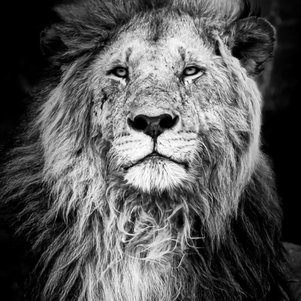 Majestad