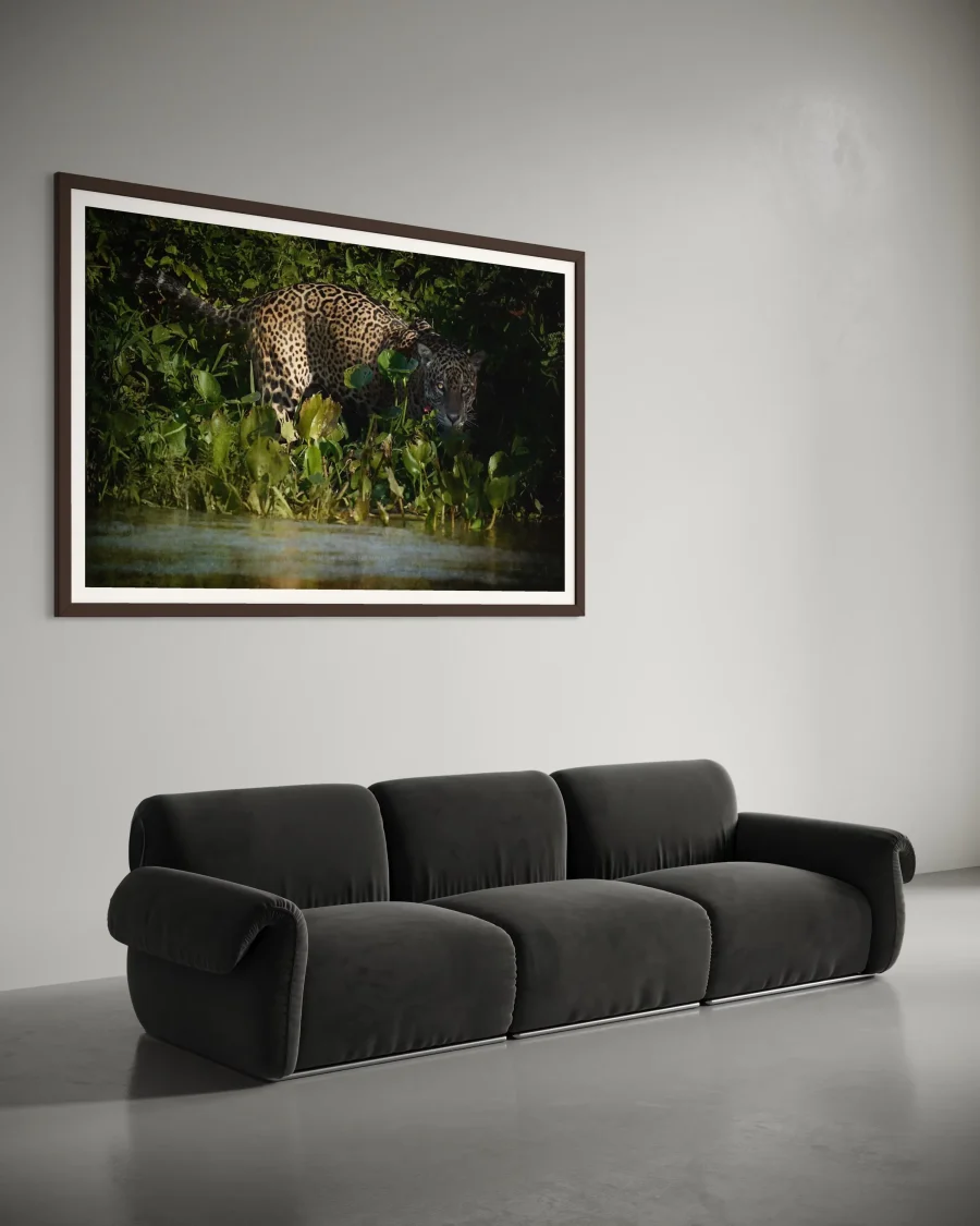 Jaguar Amazonas - Imagen 6