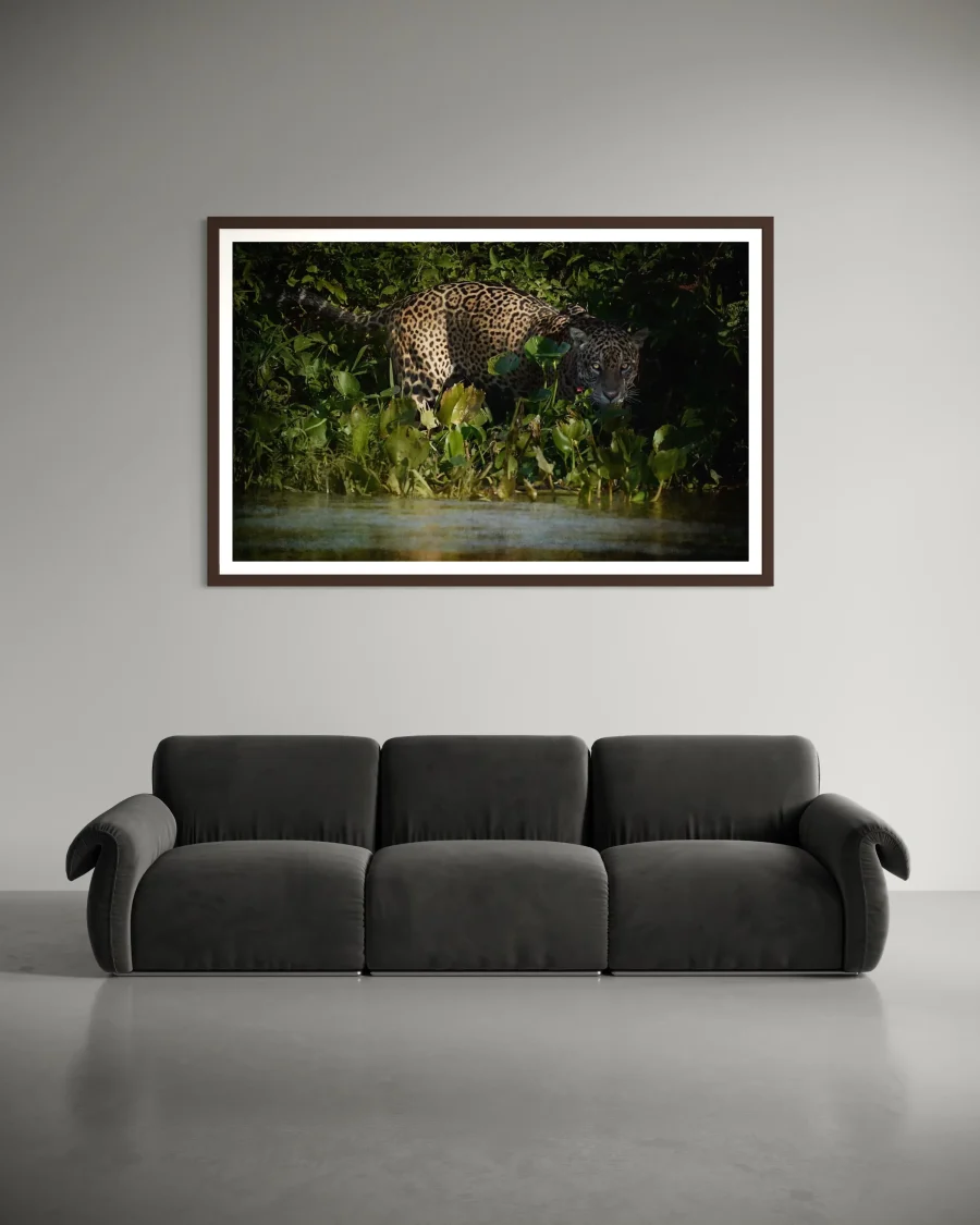 Jaguar Amazonas - Imagen 5