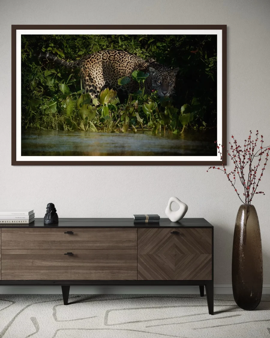 Jaguar Amazonas - Imagen 4