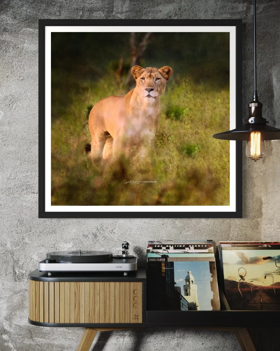 Lioness - Imagen 4