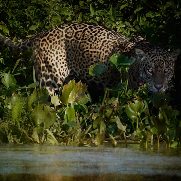 Jaguar Amazonas