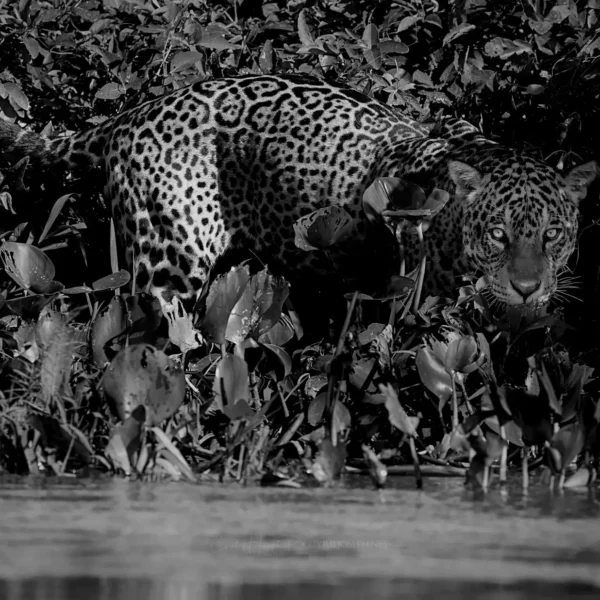 Panthera Onca