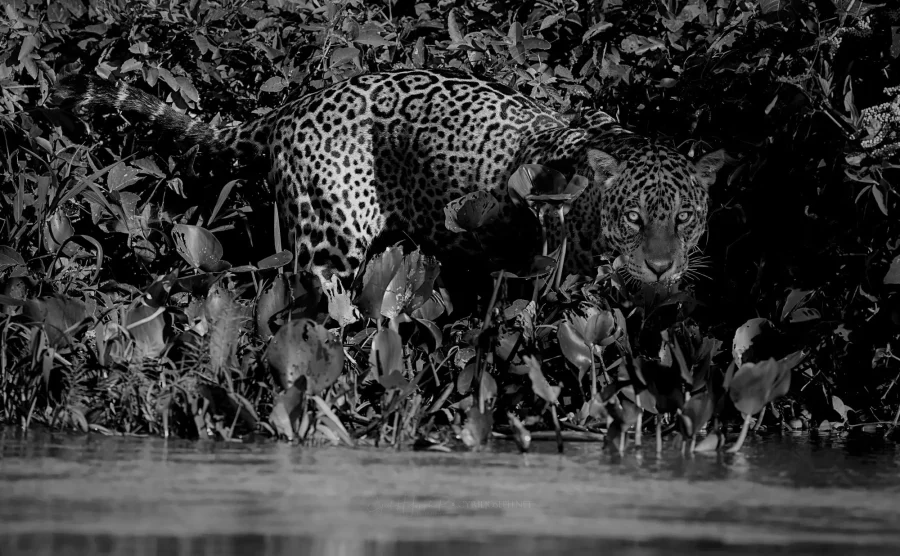 Panthera Onca