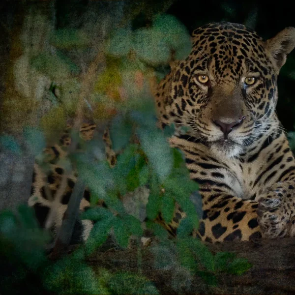 Tecuán