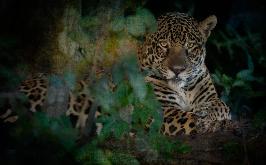 Tecuán