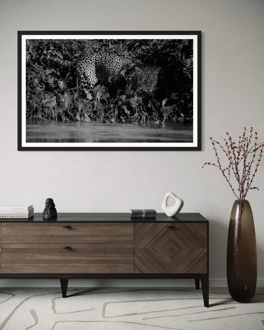 Panthera Onca - Imagen 6
