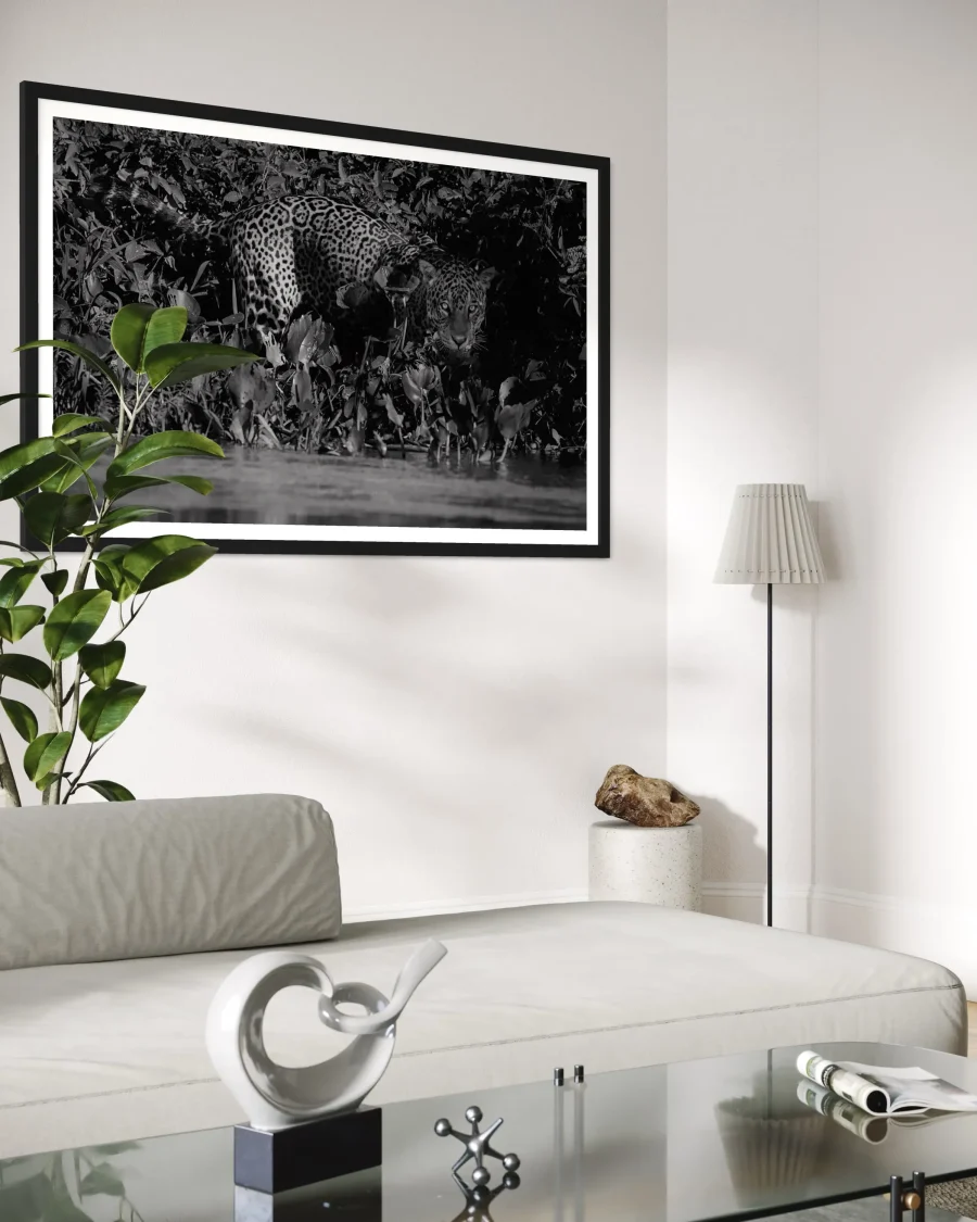 Panthera Onca - Imagen 5