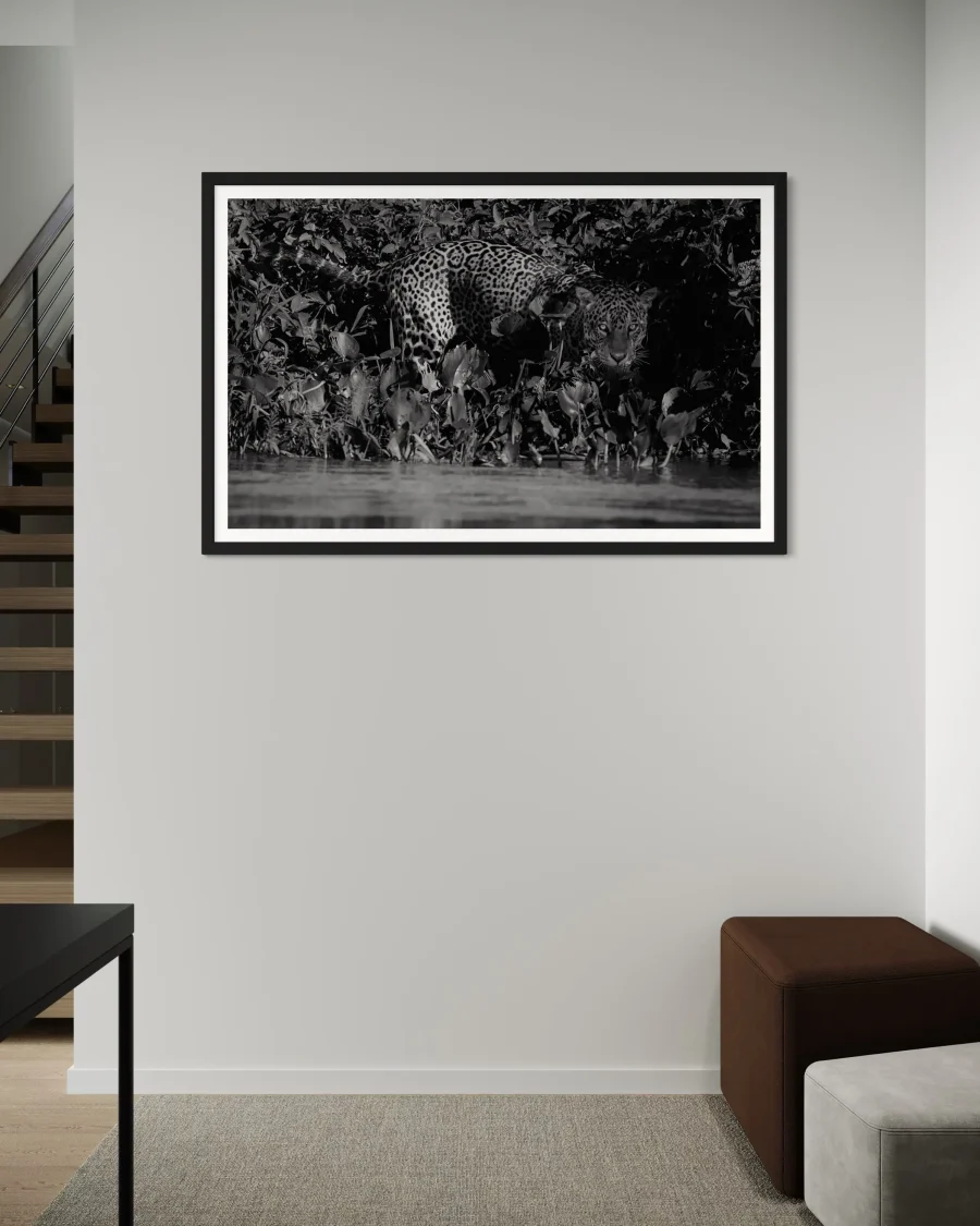 Panthera Onca - Imagen 4