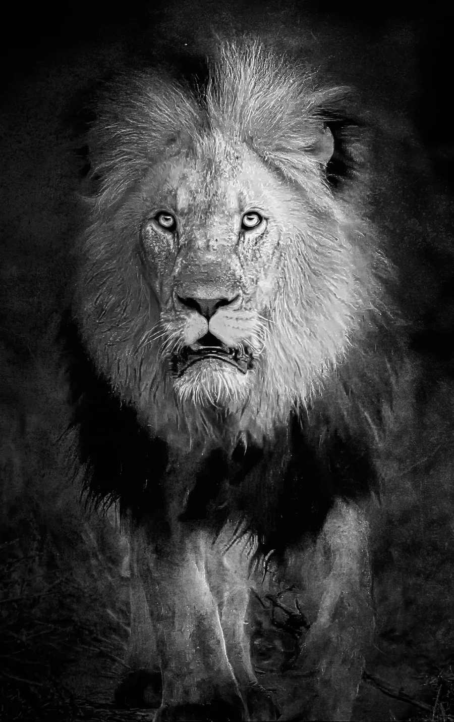 AFRIKA 15