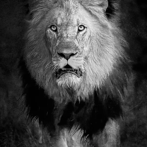 AFRIKA 15