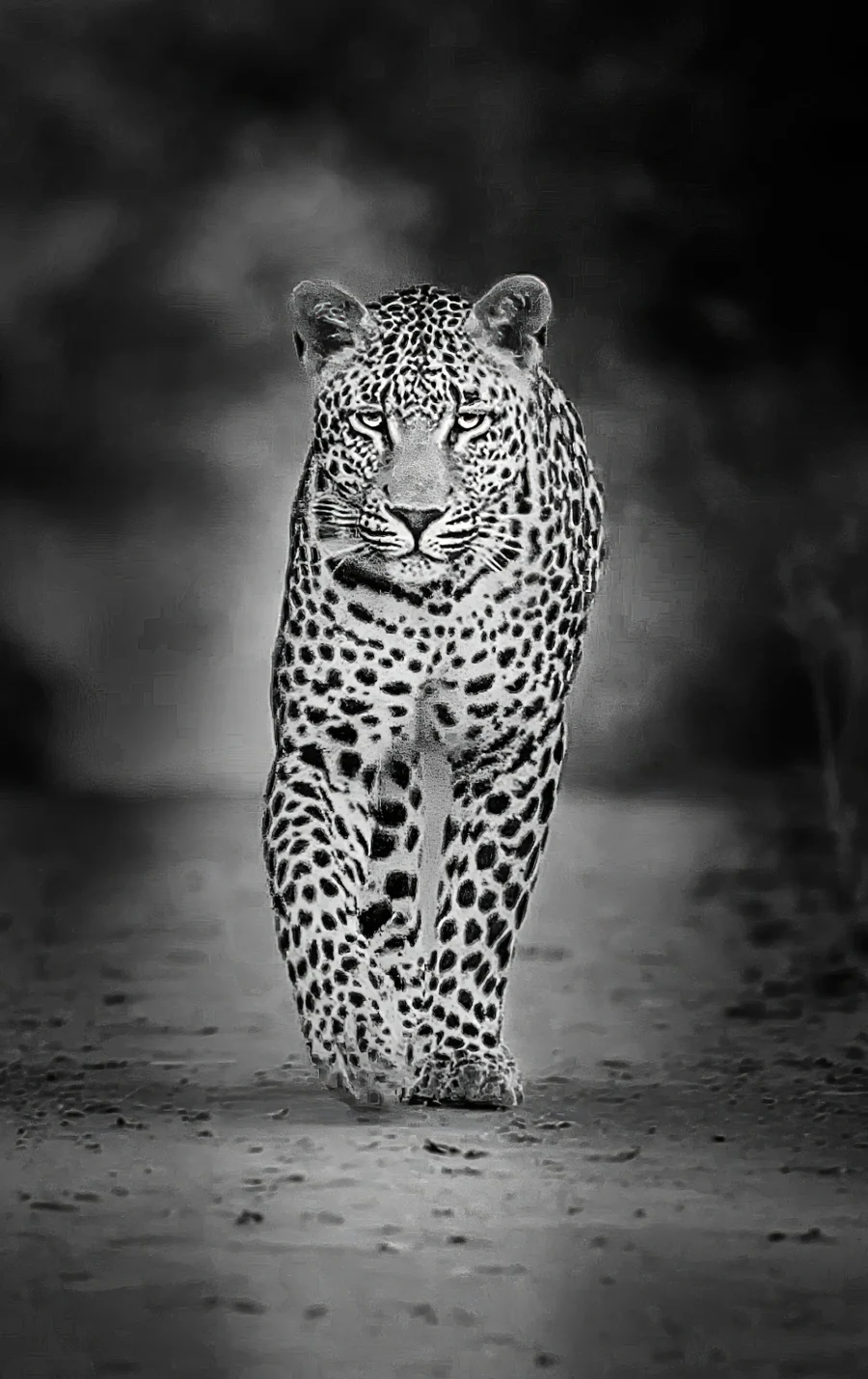 AFRIKA 16