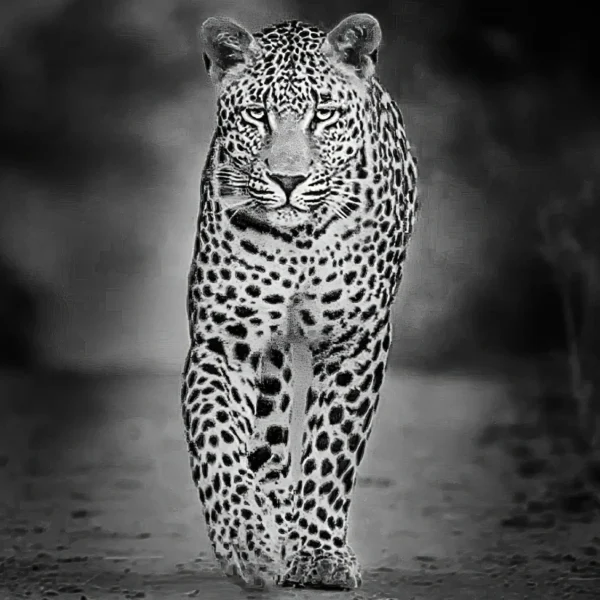 AFRIKA 16