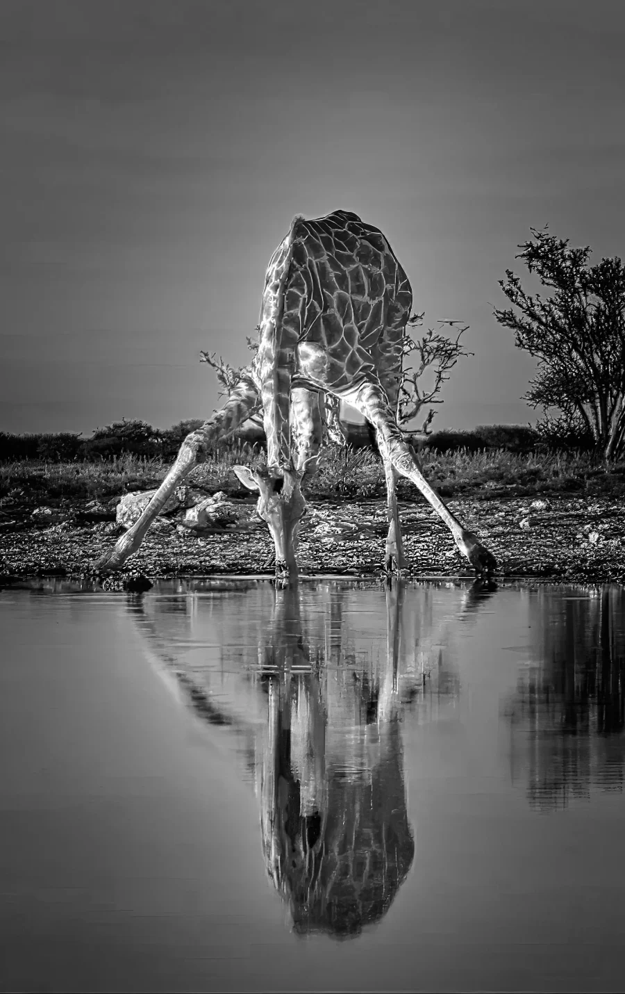 AFRIKA 27