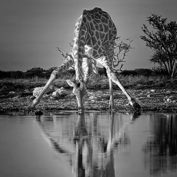 AFRIKA 27