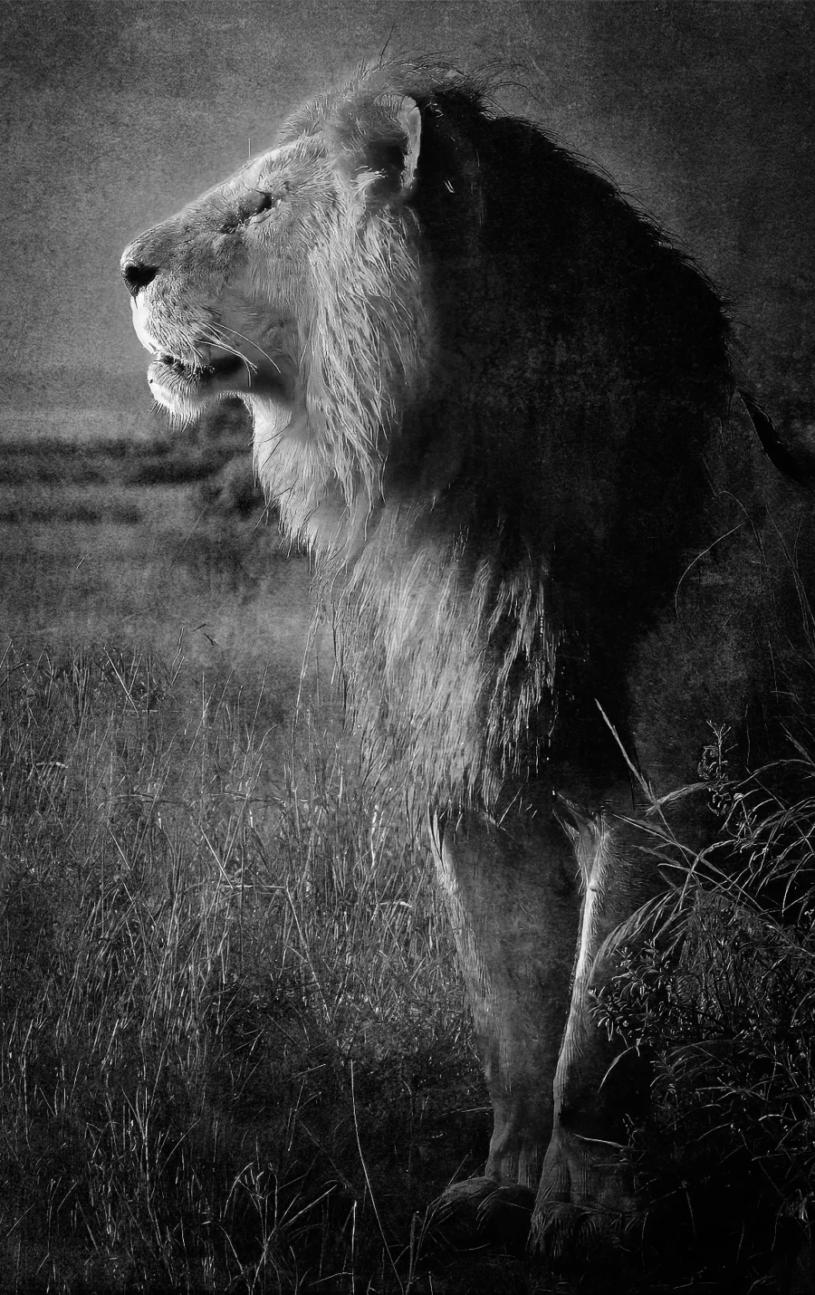 AFRIKA 17