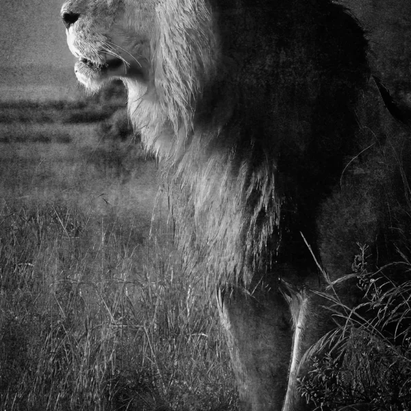 AFRIKA 17