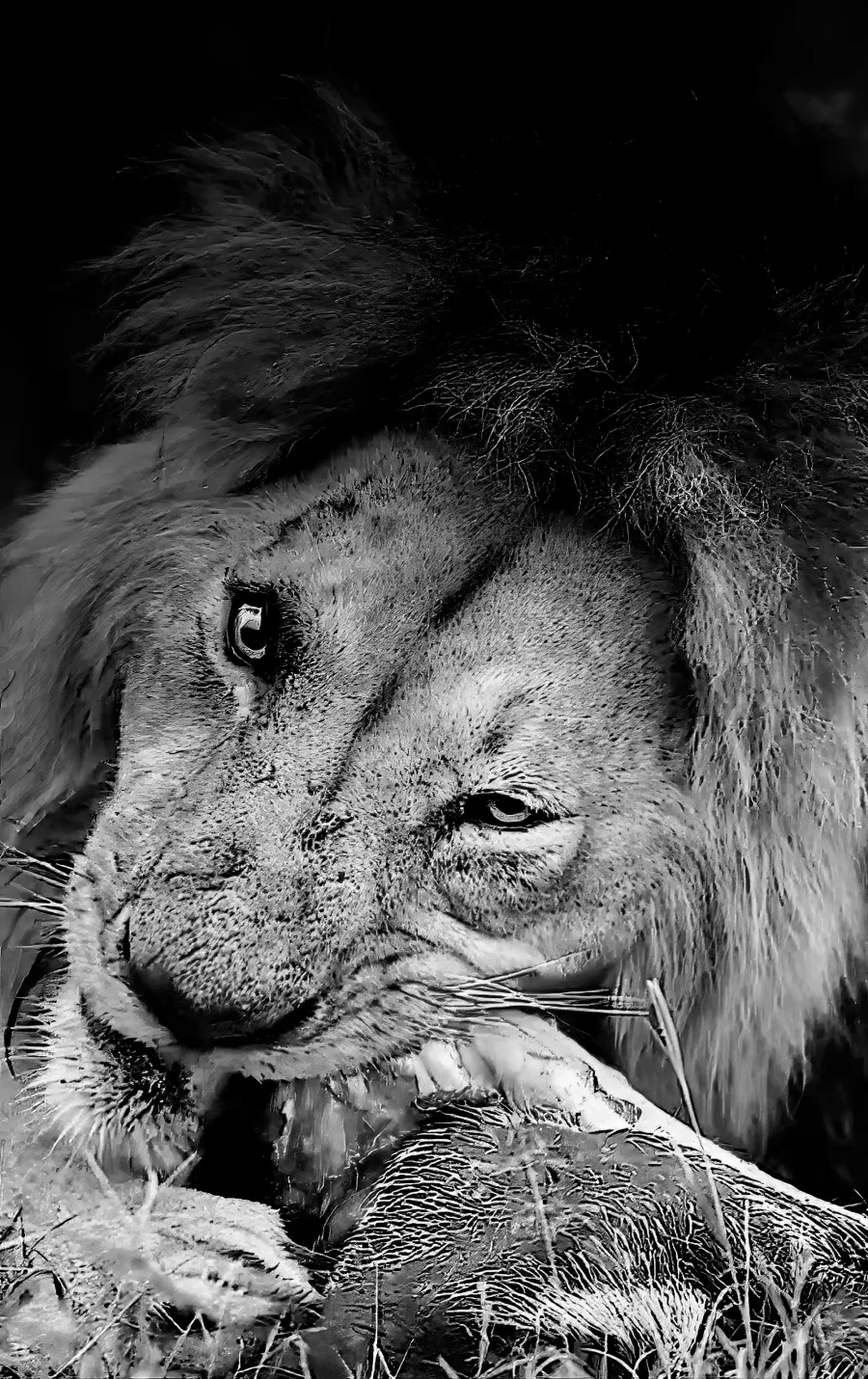 AFRIKA 18