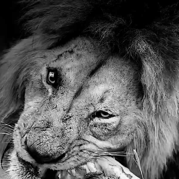 AFRIKA 18