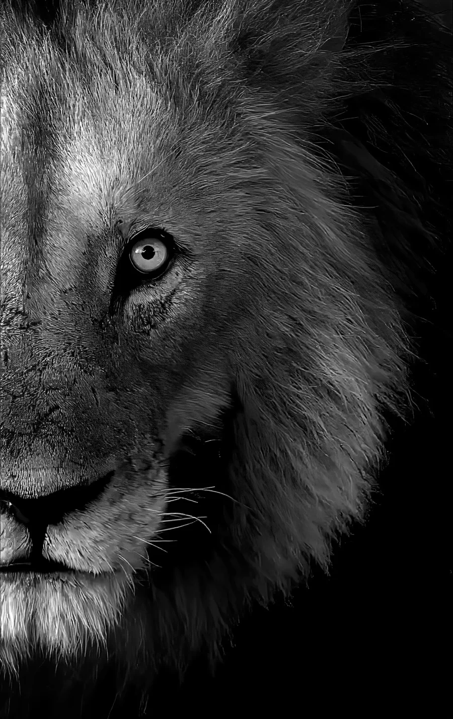 AFRIKA 26