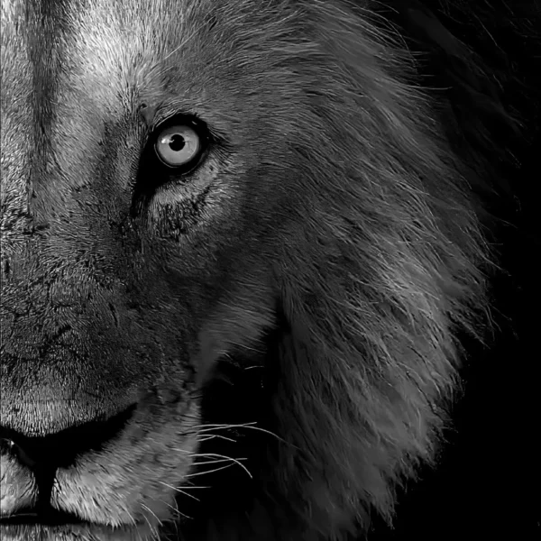 AFRIKA 26