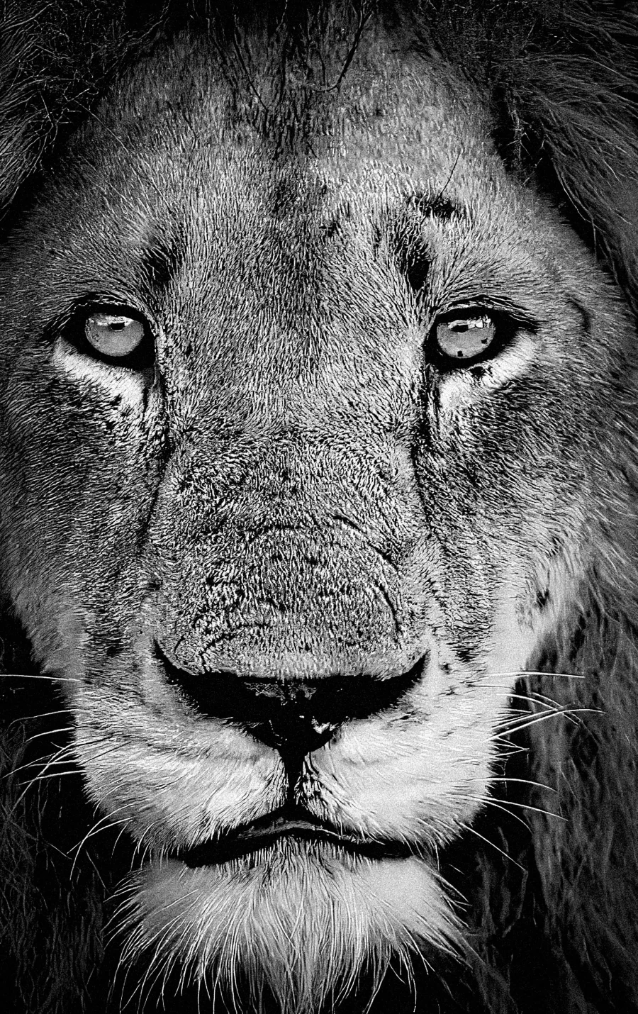 AFRIKA 19