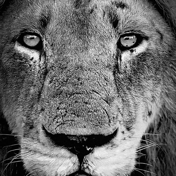 AFRIKA 19