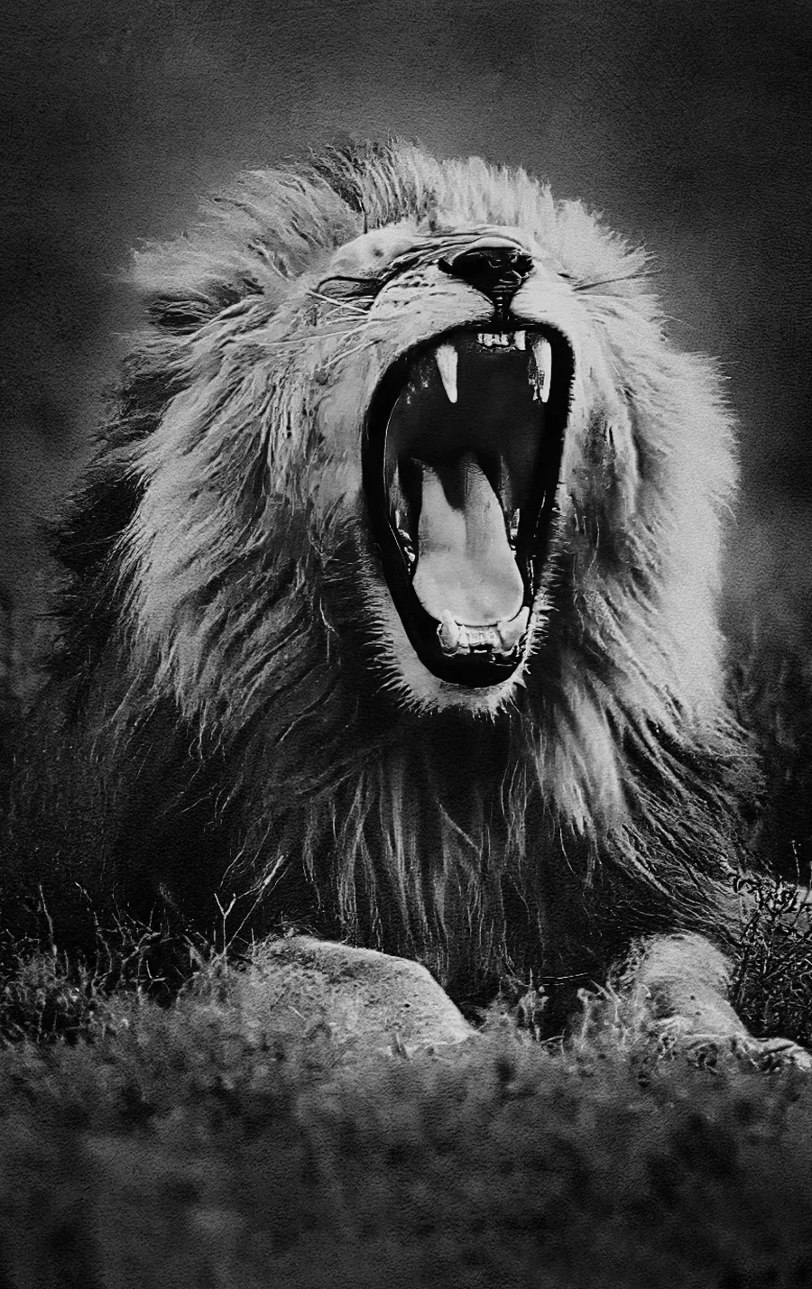 AFRIKA 20
