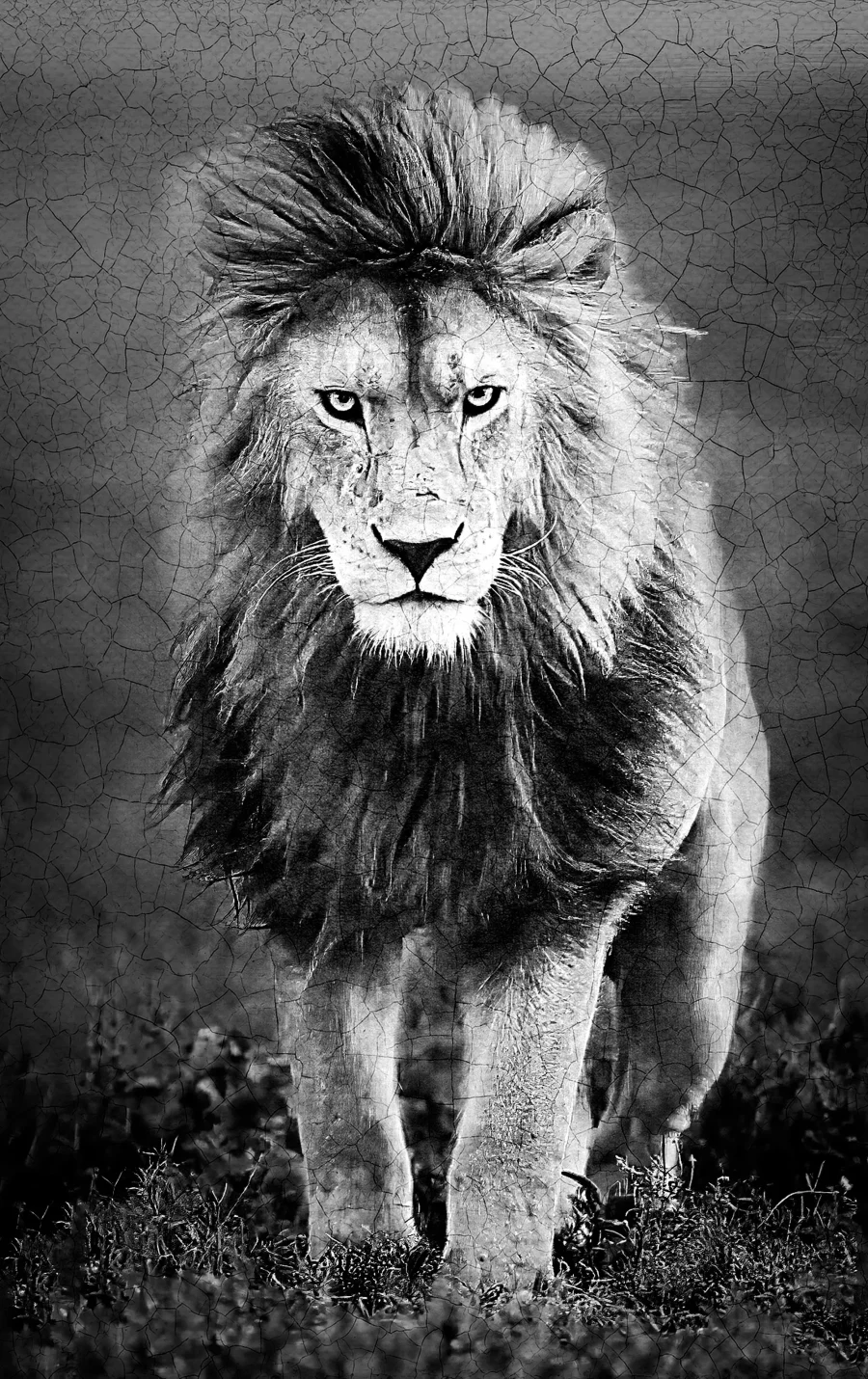 AFRIKA 21