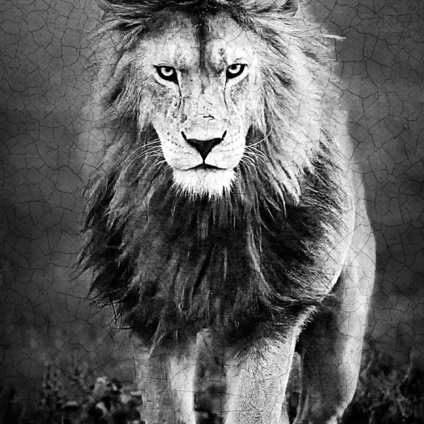 AFRIKA 21
