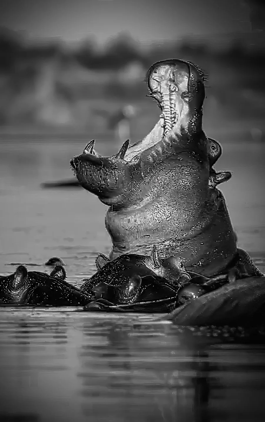 AFRIKA 25