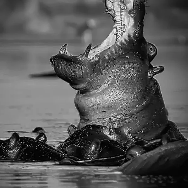AFRIKA 25
