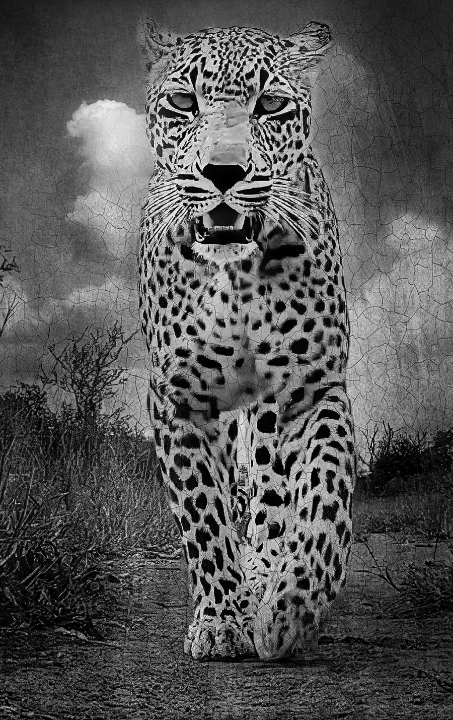 AFRIKA 22