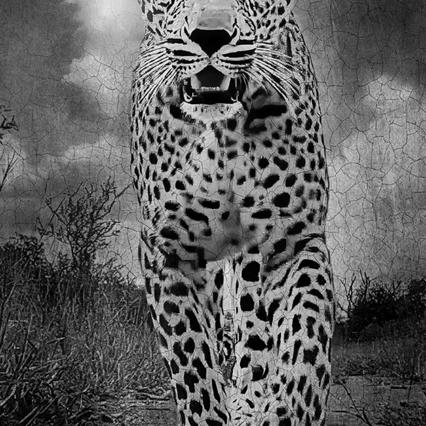 AFRIKA 22