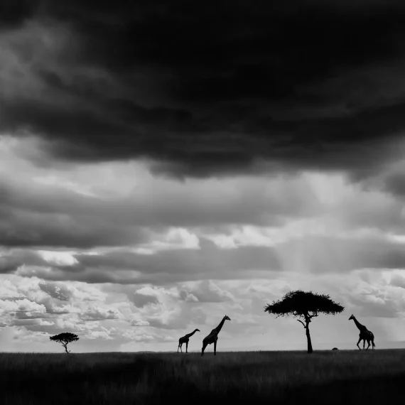 AFRIKA 04