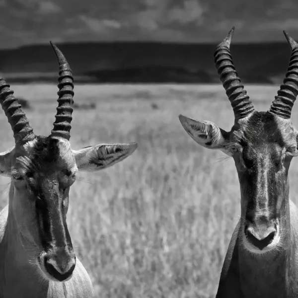 AFRIKA 05