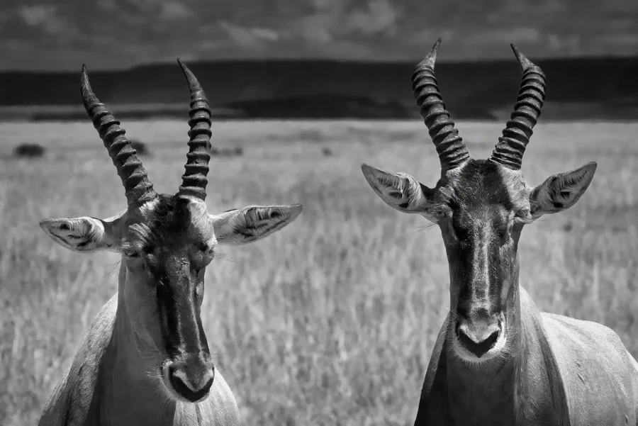 AFRIKA 05