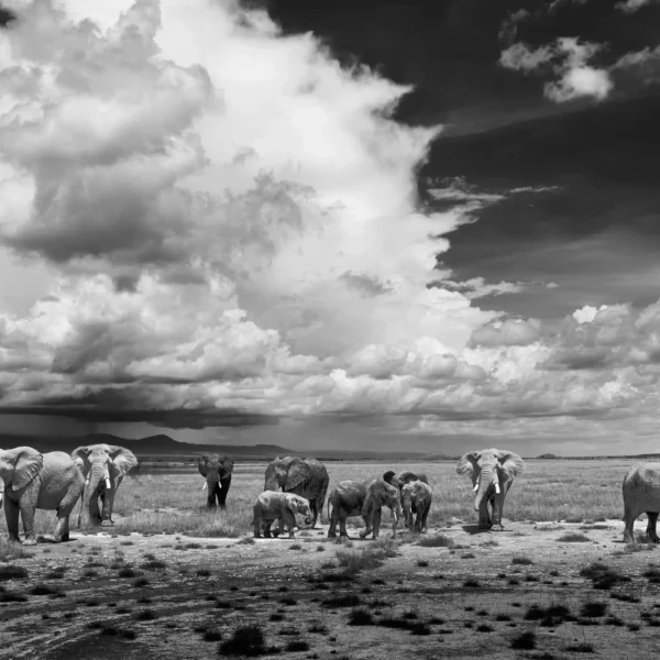 AFRIKA 06