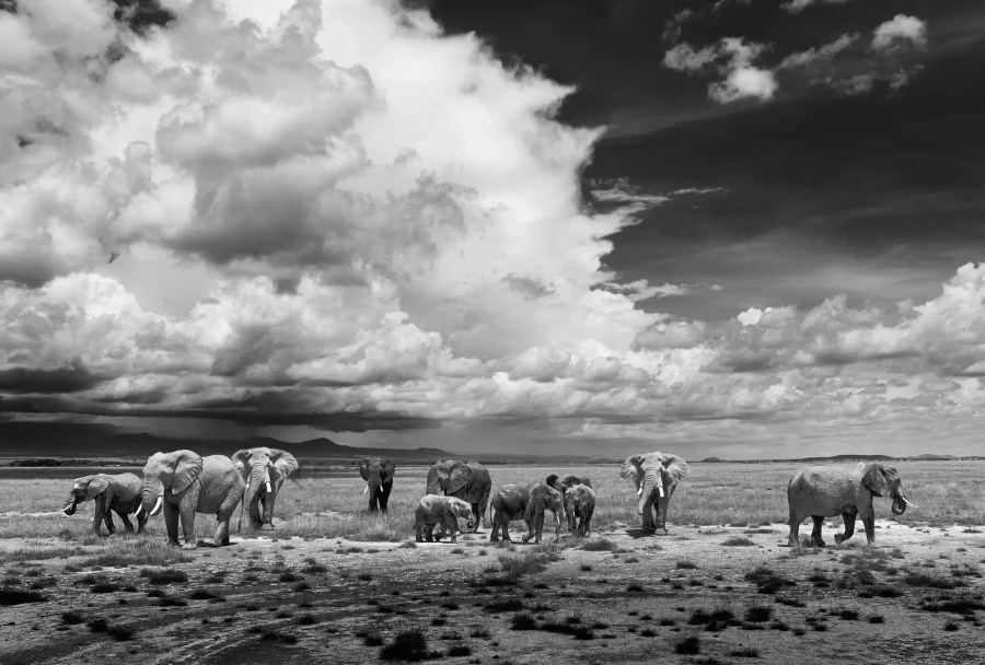AFRIKA 06
