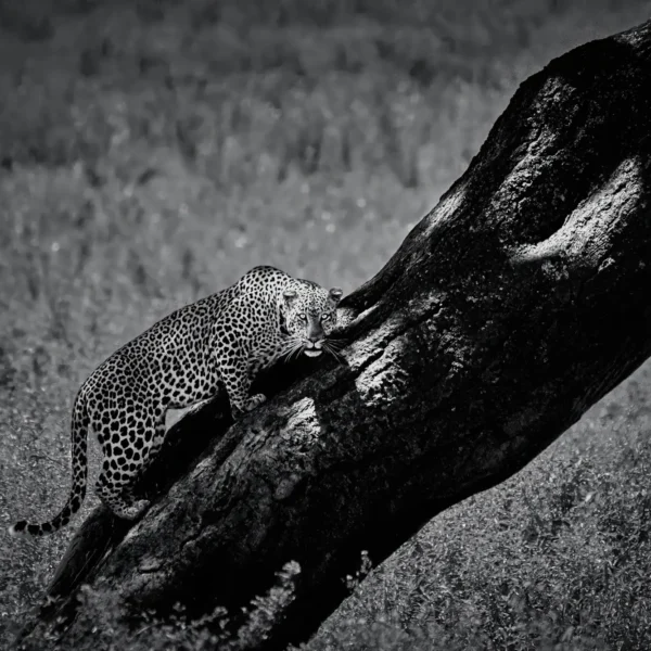 AFRIKA 07