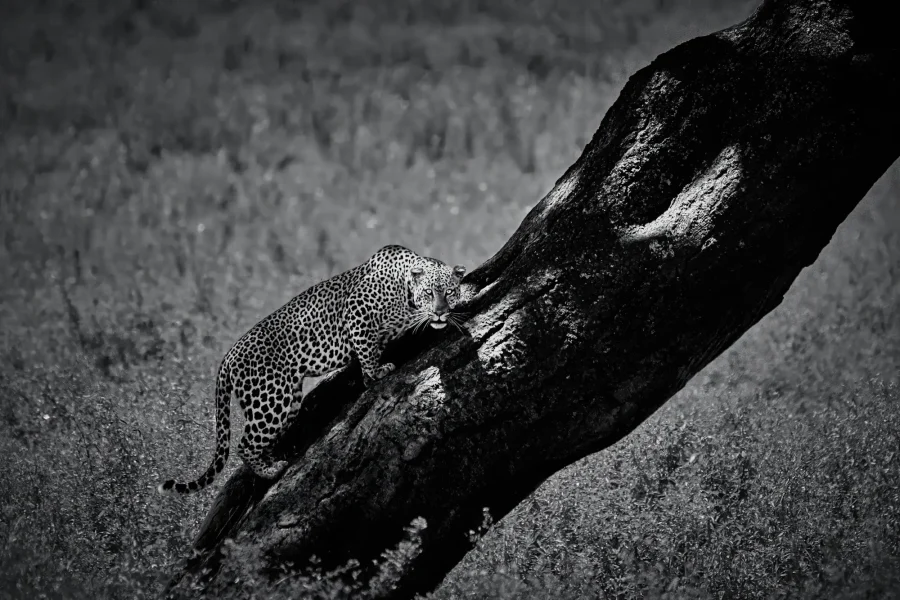 AFRIKA 07