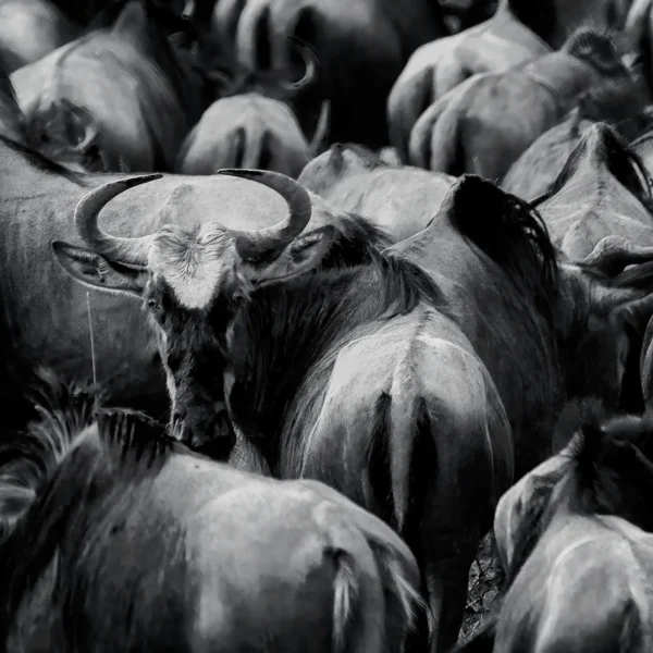 AFRIKA 01
